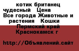 котик британец чудесный › Цена ­ 12 000 - Все города Животные и растения » Кошки   . Пермский край,Краснокамск г.